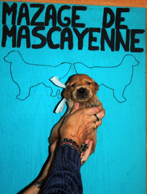 Les chiots de Golden Retriever