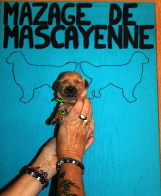 Les chiots de Golden Retriever