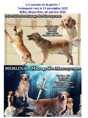 Les chiots de Golden Retriever
