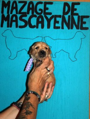 Les chiots de Golden Retriever