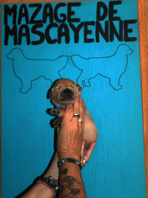 Les chiots de Golden Retriever