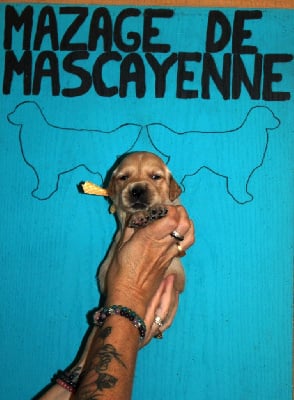 Les chiots de Golden Retriever