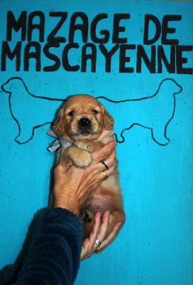 Les chiots de Golden Retriever