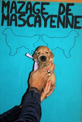 Les chiots de Golden Retriever