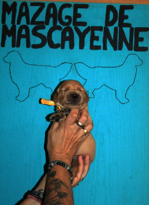 Les chiots de Golden Retriever