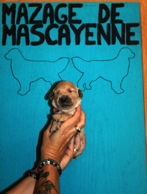 Les chiots de Golden Retriever