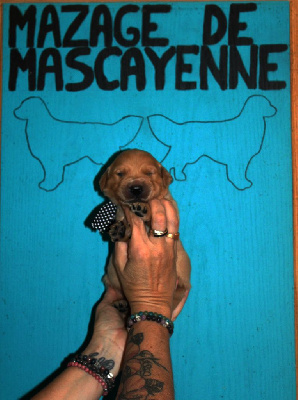 Les chiots de Golden Retriever