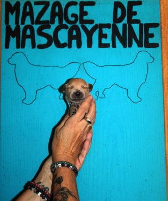 Les chiots de Golden Retriever