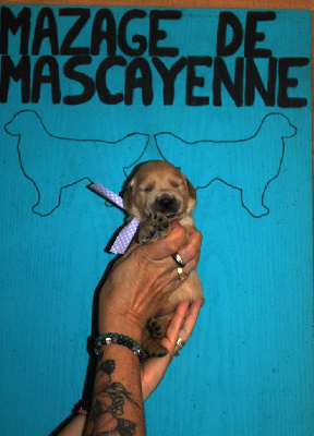 Les chiots de Golden Retriever