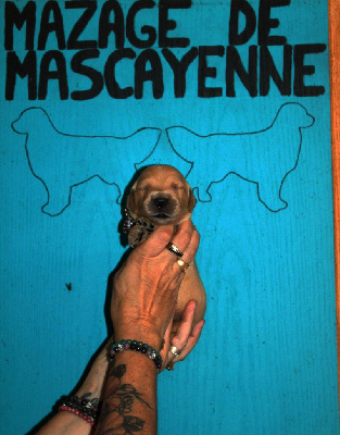 Les chiots de Golden Retriever