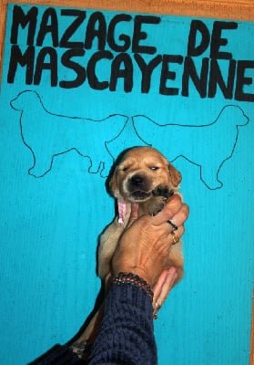 Les chiots de Golden Retriever