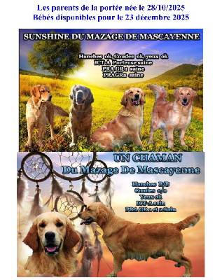 Les chiots de Golden Retriever