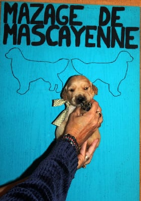 Les chiots de Golden Retriever