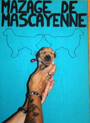 Les chiots de Golden Retriever