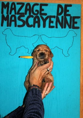 Les chiots de Golden Retriever