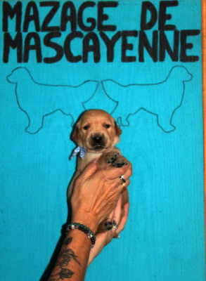 Les chiots de Golden Retriever