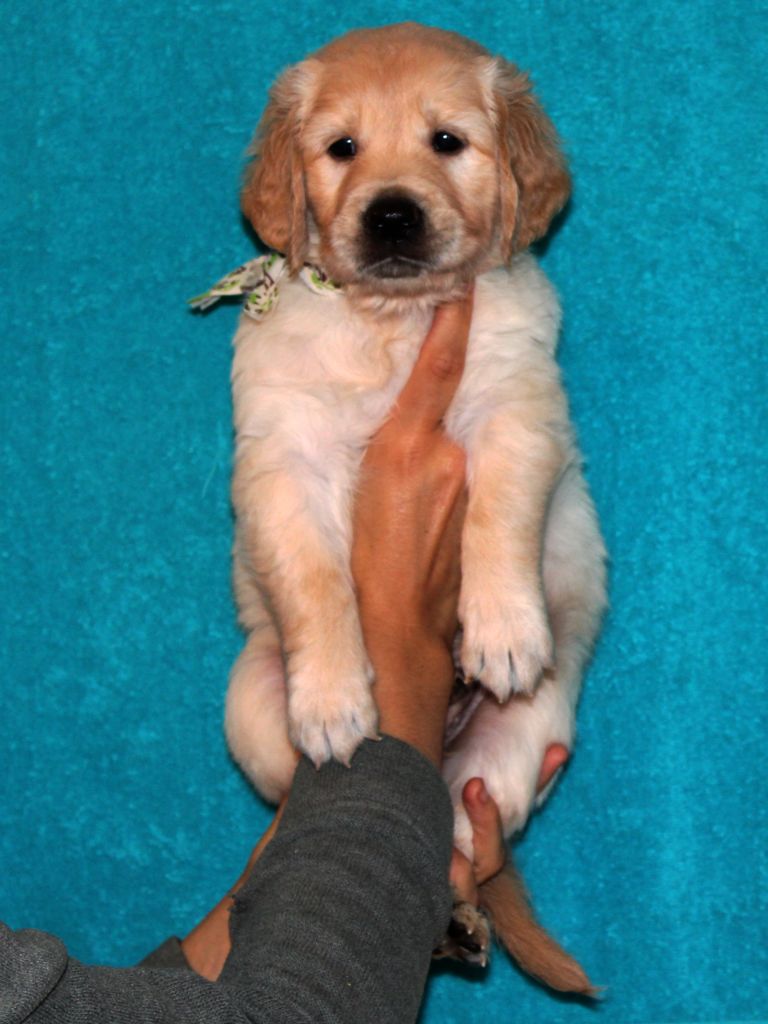 Mr Voiture verte - Golden Retriever