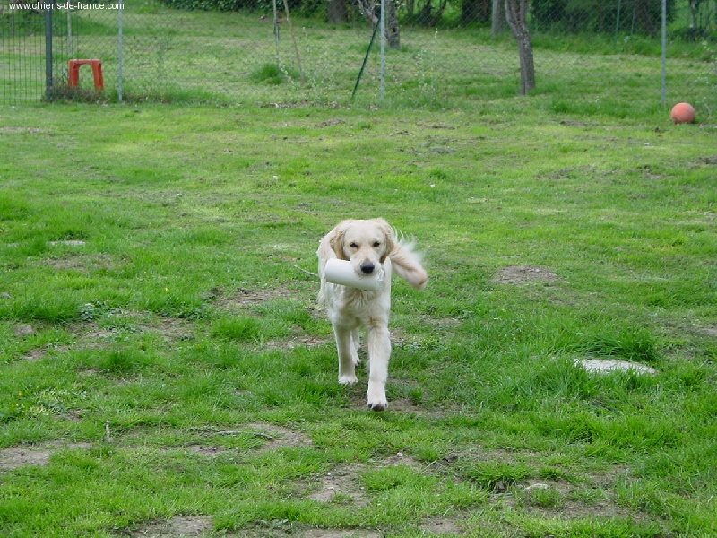 Azur Du plateau des abeilles - Selectif B