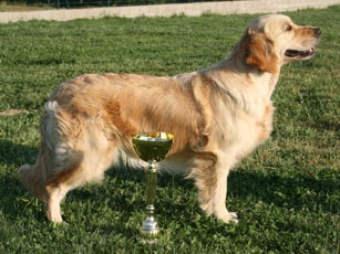 TR. Ambre Du mazage de mascayenne - 1er EXC CACS