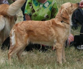 TR. CH. Cheyenne D'Aspe & D'Ossau - 2 ème Trés bon