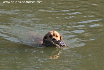 TR. Astaluego baby (Sans Affixe) - 1 er Exc