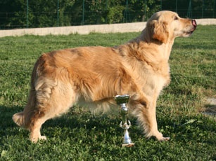 TR. Roxy de la Source de L'Avy - 1er EXC, Meilleure vétérant, 2ème meilleure vétérant de l'expo