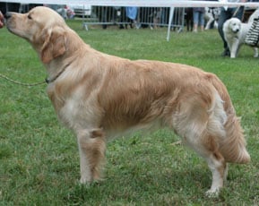 Angel Du mazage de mascayenne - 3 ème EXC Classe ouverte Mâle