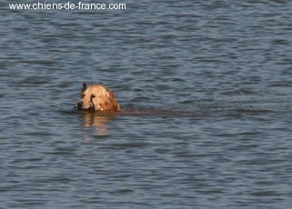 Angel Du mazage de mascayenne - Trés bon