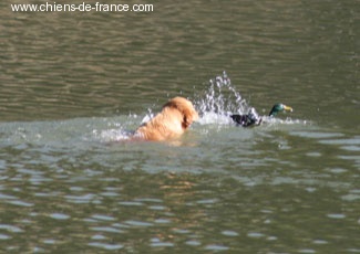 TR. Roxy de la Source de L'Avy - EXC