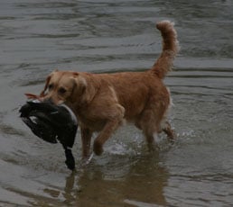 TR. CH. Cheyenne D'Aspe & D'Ossau - Trés bon