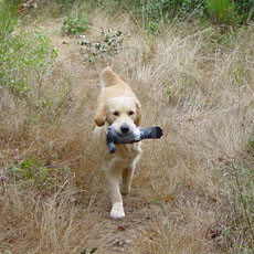 TR. Ambre Du mazage de mascayenne - Selectif B admise, qualifiée pour les fields Trials