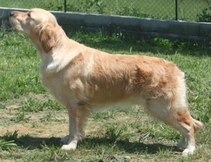 TR. Ambre Du mazage de mascayenne - 1 er EXC RCACS