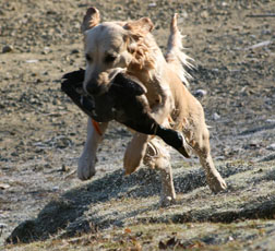 Tiase Du mazage de mascayenne - Trés bon