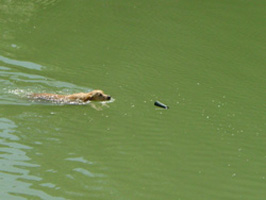 TR. Roxy de la Source de L'Avy - Tan et Epreuve A