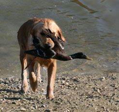 TR. Ambre Du mazage de mascayenne - trés bon