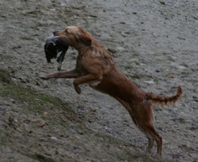 TR. CH. Cheyenne D'Aspe & D'Ossau - trés bon