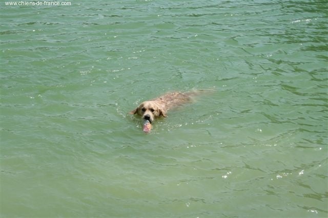 Angel Du mazage de mascayenne - TAN