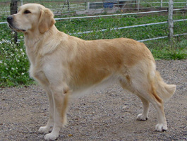 TR. Roxy de la Source de L'Avy - Trés bon