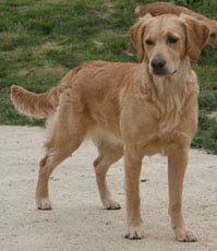 TR. CH. Cheyenne D'Aspe & D'Ossau - 2 ème Trés Bon