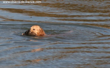 TR. Astaluego baby (Sans Affixe) - 3 ème EXC