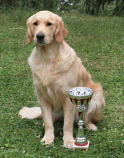 TR. Ambre Du mazage de mascayenne - 1er EXC classe ouverte CAC