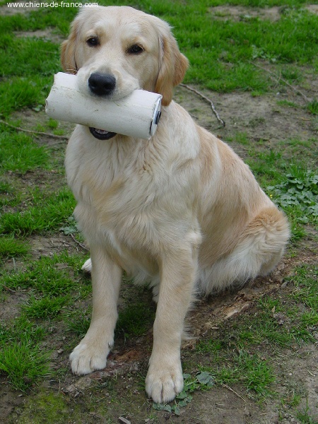 TR. Ambre Du mazage de mascayenne - TAN