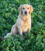 Pimkie Des champs perrin - EXCELLENT