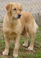 Pimkie Des champs perrin - EXCELLENT