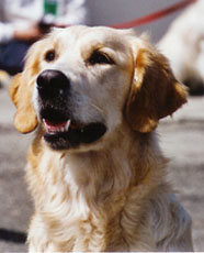 TR. Roxy de la Source de L'Avy - 4 ème EXCELLENT