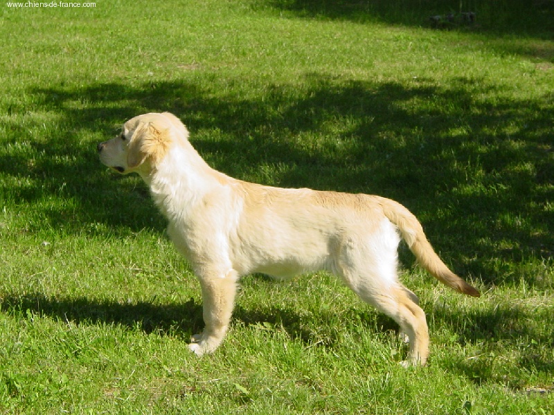 Azur Du plateau des abeilles - 1er Trés Prometteur