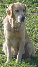 Pimkie Des champs perrin - EXCELLENT