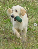 Tiase Du mazage de mascayenne - SELECTIF B