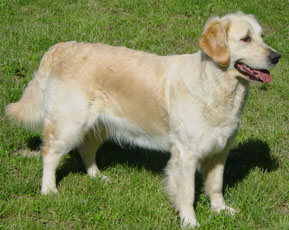 Tiase Du mazage de mascayenne - 2ème EXCELLENT