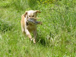 TR. Roxy de la Source de L'Avy - Epreuve B